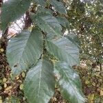 Ulmus minor Leaf