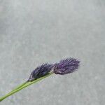 Sesleria caerulea Λουλούδι