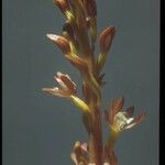Corallorhiza maculata ফুল