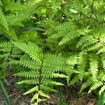 Cystopteris bulbifera Leaf