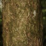 Eschweilera congestiflora Corteza