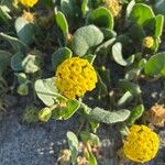 Abronia latifolia Flower