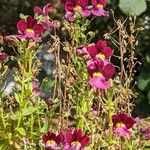 Linaria maroccanaFlower