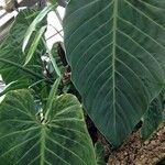 Philodendron gigas Blad
