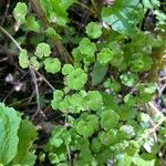 Adiantum poiretii 葉