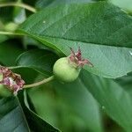 Amelanchier alnifolia Fruit