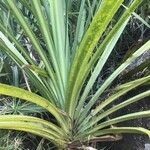 Pandanus urophyllus Yeri