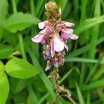 Desmodium intortum Blüte