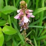 Desmodium intortum 花