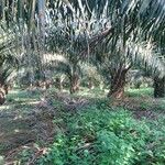 Elaeis guineensis Habit
