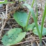 Ranunculus californicus Leaf