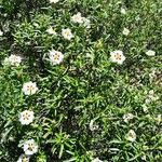 Cistus ladanifer Hábito