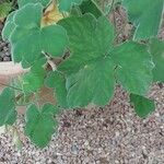 Pelargonium tomentosum Hoja