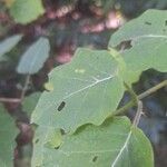 Solanum viarum Листок