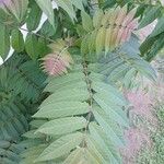 Ailanthus altissima Blad