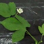 Dalechampia scandens অন্যান্য