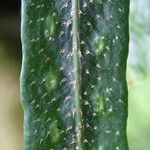 Pleopeltis macrocarpa List