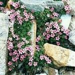 Androsace alpina Kukka