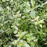 Pittosporum tenuifolium 葉