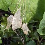 Lunaria rediviva Плод