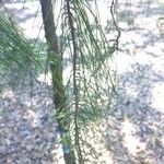 Pinus radiata ᱥᱟᱠᱟᱢ