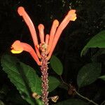 Scutellaria costaricana പുഷ്പം