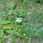 Potentilla erecta 整株植物