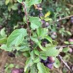 Prunus spinosa برگ