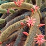 Cleistocactus winteri موطن