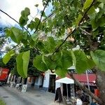 Cercis griffithii Leaf