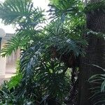 Philodendron bipinnatifidum 整株植物