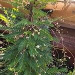 Phyllanthus pulcher Hábito
