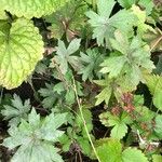 Trollius chinensis Leaf