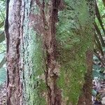Licaria chrysophylla 樹皮