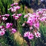 Senecio roseiflorus Flower