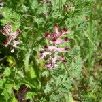 Fumaria barnolae Fula