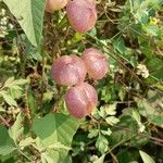 Operculina turpethum Fruit