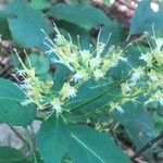 Collinsonia canadensis Floare