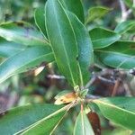 Kalmia latifoliaLeaf