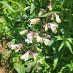 Penstemon digitalis Кветка