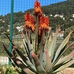 Aloe feroxFlower