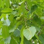 Juglans regiaПлод