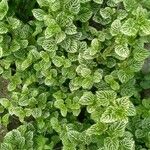 Fittonia albivenis Blad