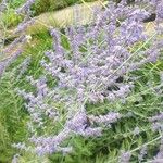 Salvia yangii Flower