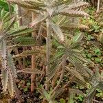 Kalanchoe serrata Hábito