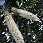 Cunonia capensis Fiore