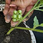 Solanum physalifolium Ffrwyth