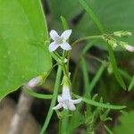 Houstonia longifolia Flor