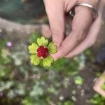 Potentilla indicaফল