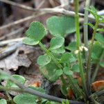 Cardamine oligosperma Habitat